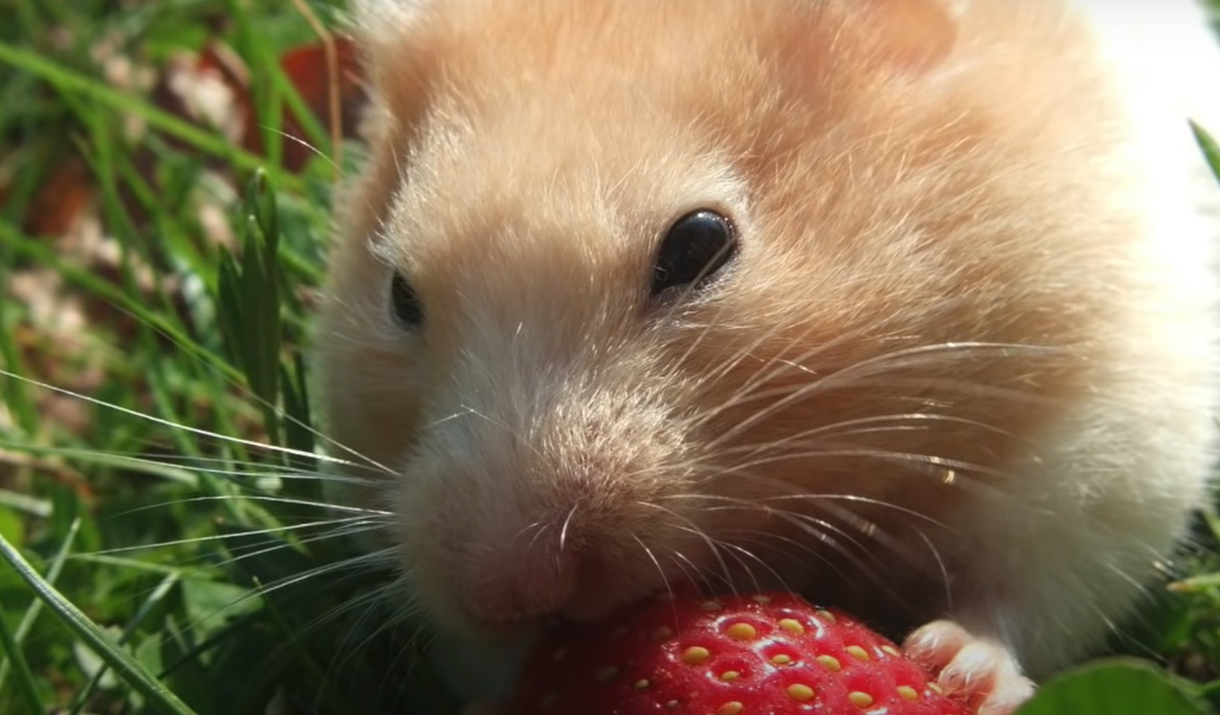 Do Hamsters Like Music? MusicProfy