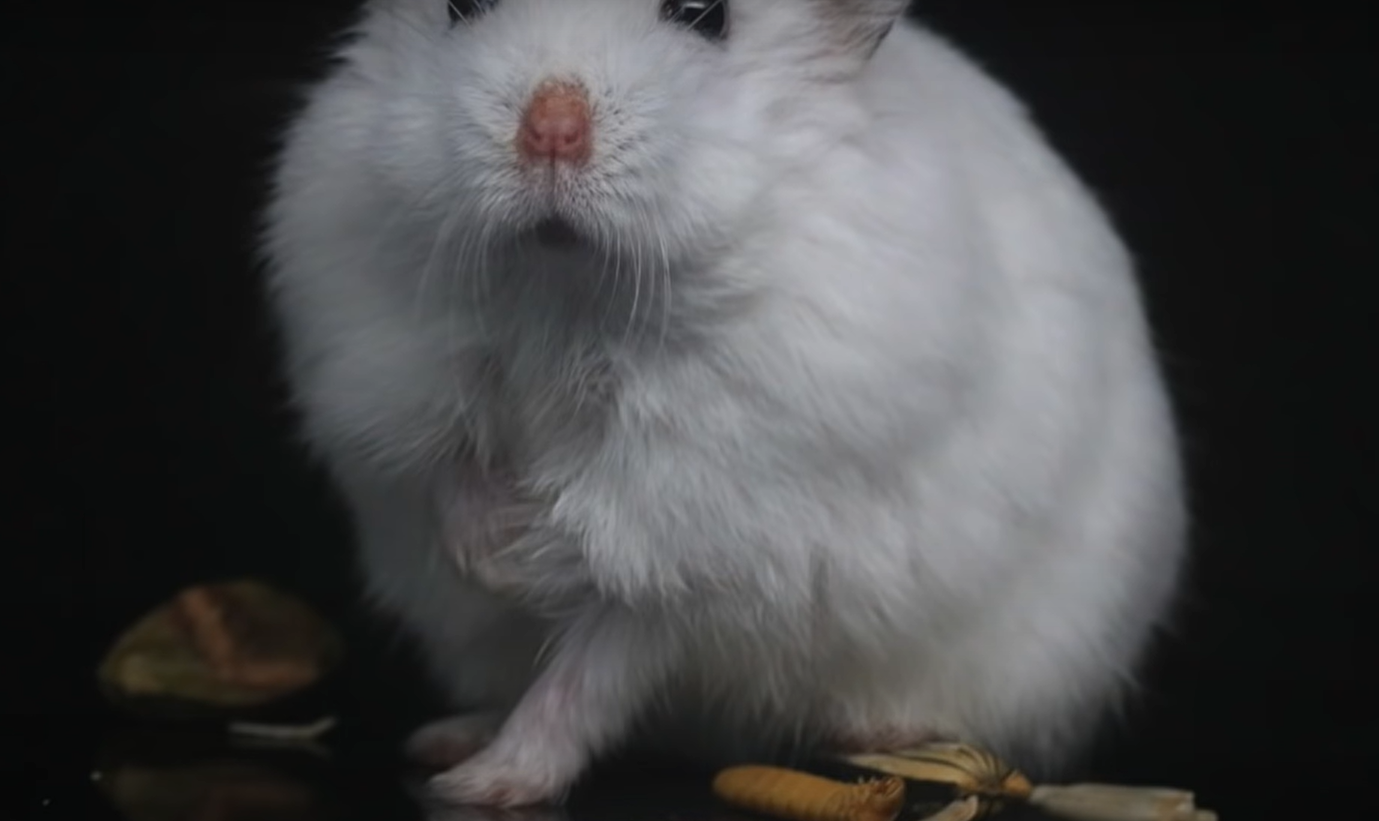 Do Hamsters Like Music? MusicProfy