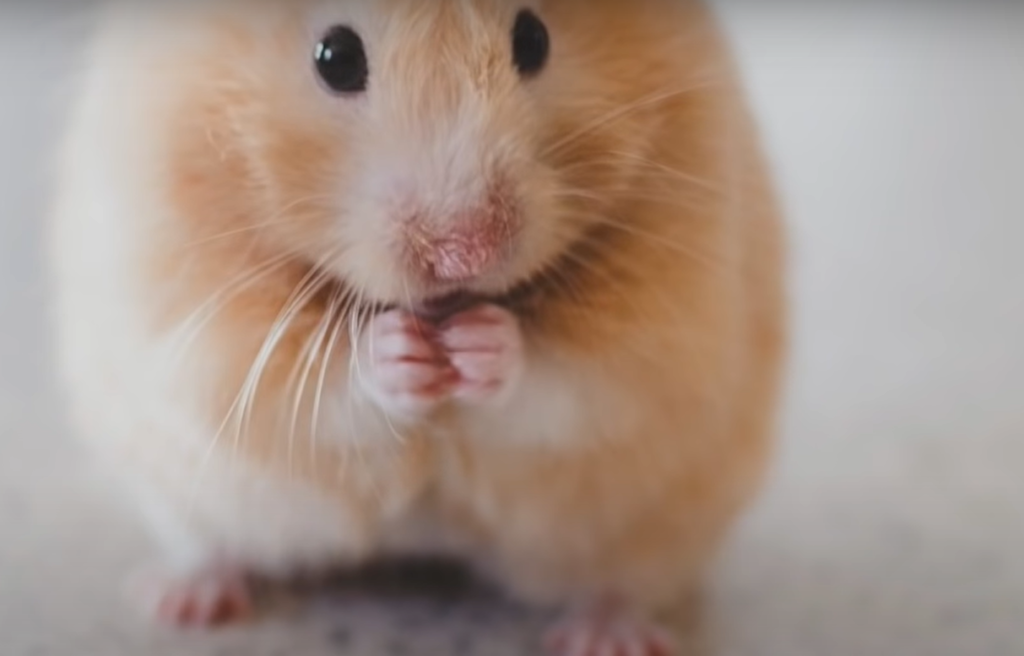 Do Hamsters Like Classical Music?