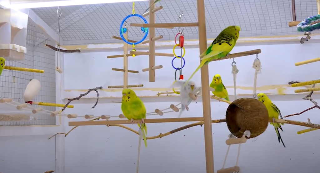 Music Could Be a Good Companion For Single Parakeets