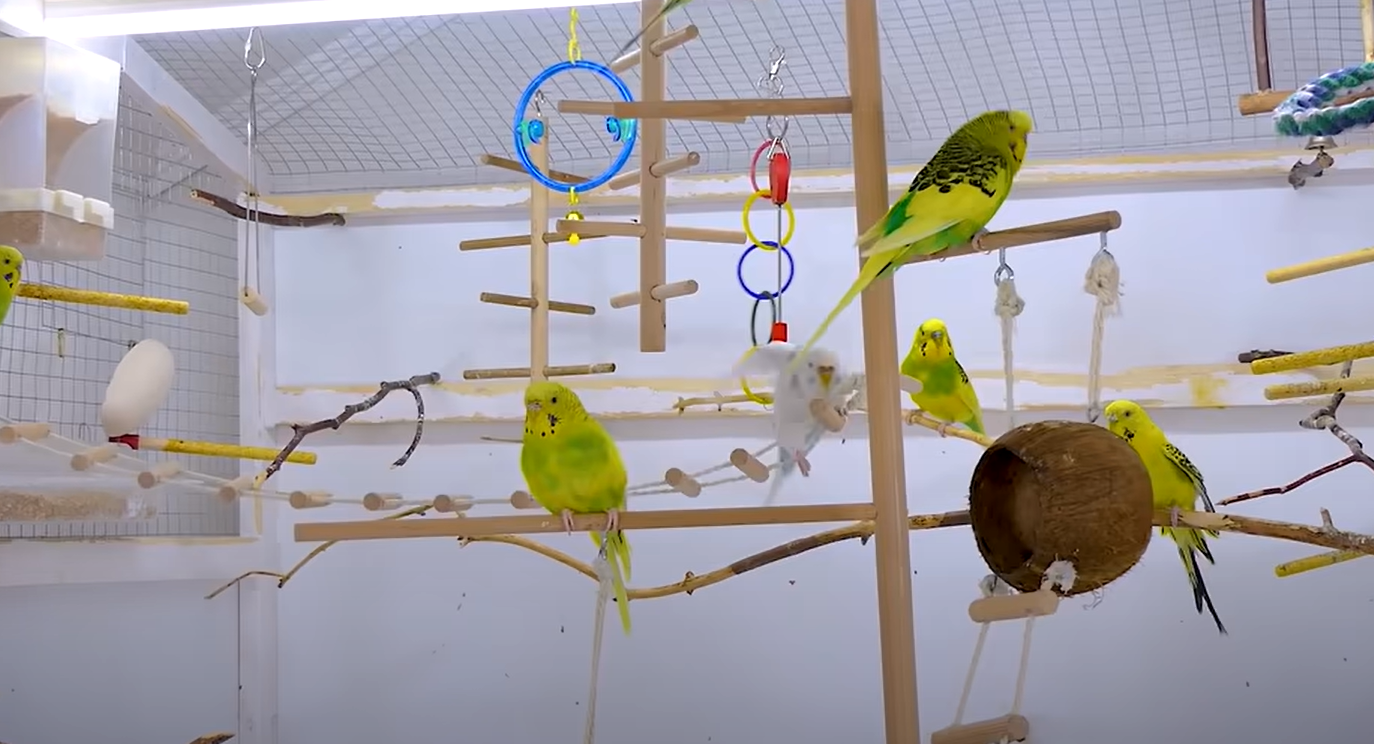 Do Parakeets Like Music? MusicProfy