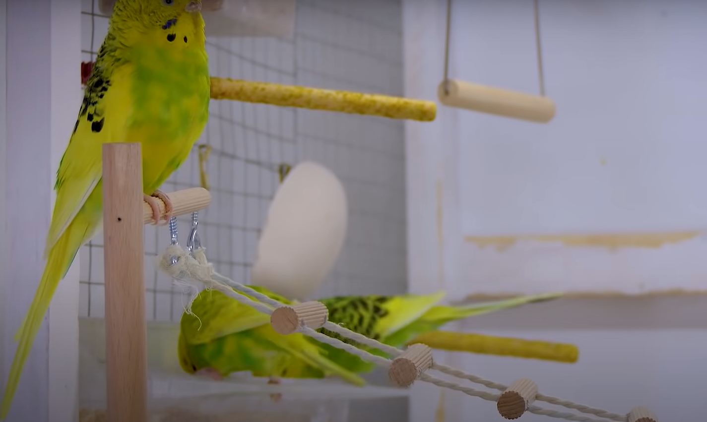 Do Parakeets Like Music? MusicProfy