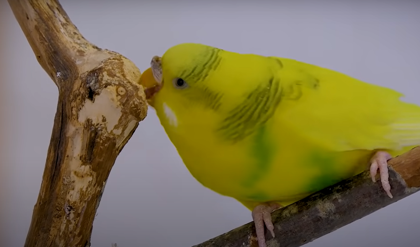 Do Parakeets Like Music? MusicProfy