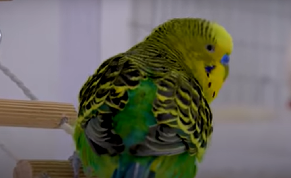Parakeets Sing-Along Their Favorite Songs