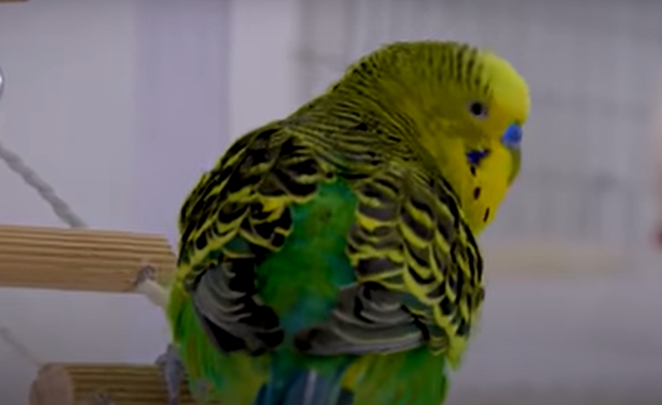 Do Parakeets Like Music? MusicProfy