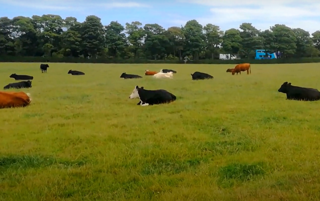 Cows are hardwired to enjoy emotional music