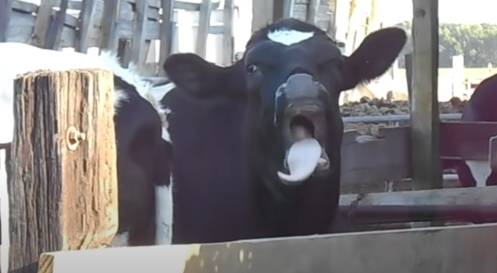What else do Cows like besides classical music?