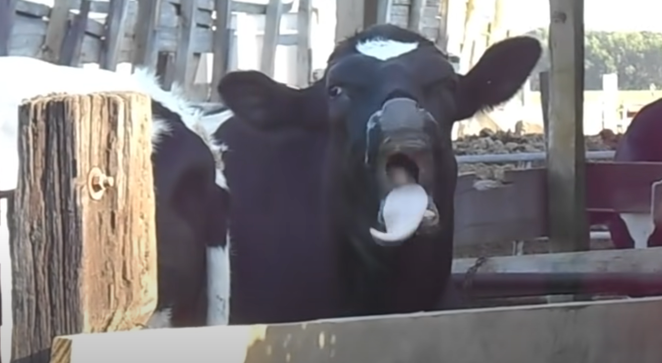 Why Do Cows Like Music? MusicProfy